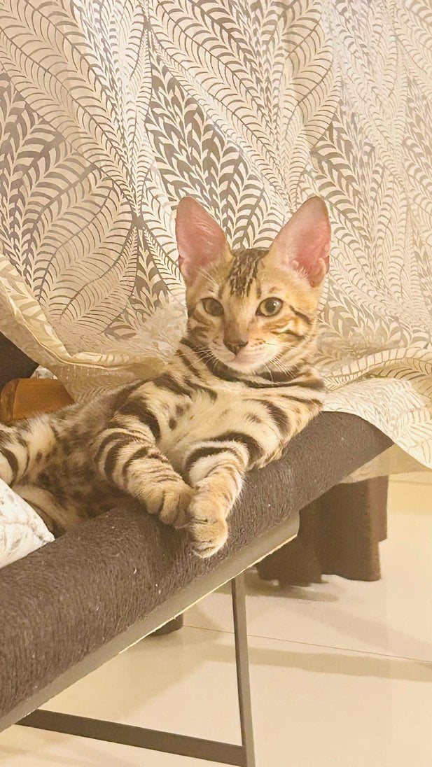 Bengal For Sale In Mumbai
