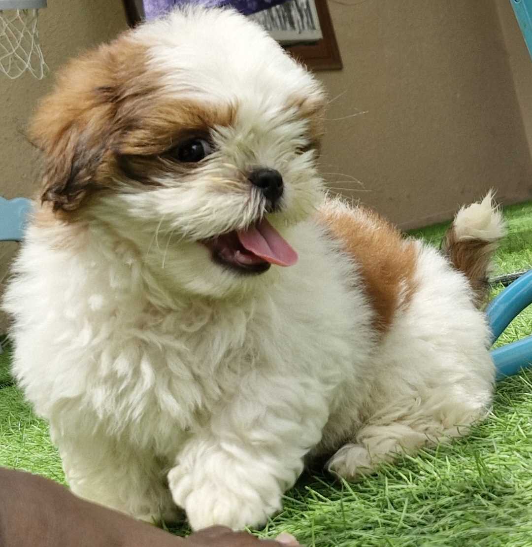 Shih Tzu For Sale In Hyderabad