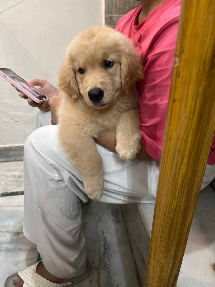 Golden Retriever For Sale In Meerut