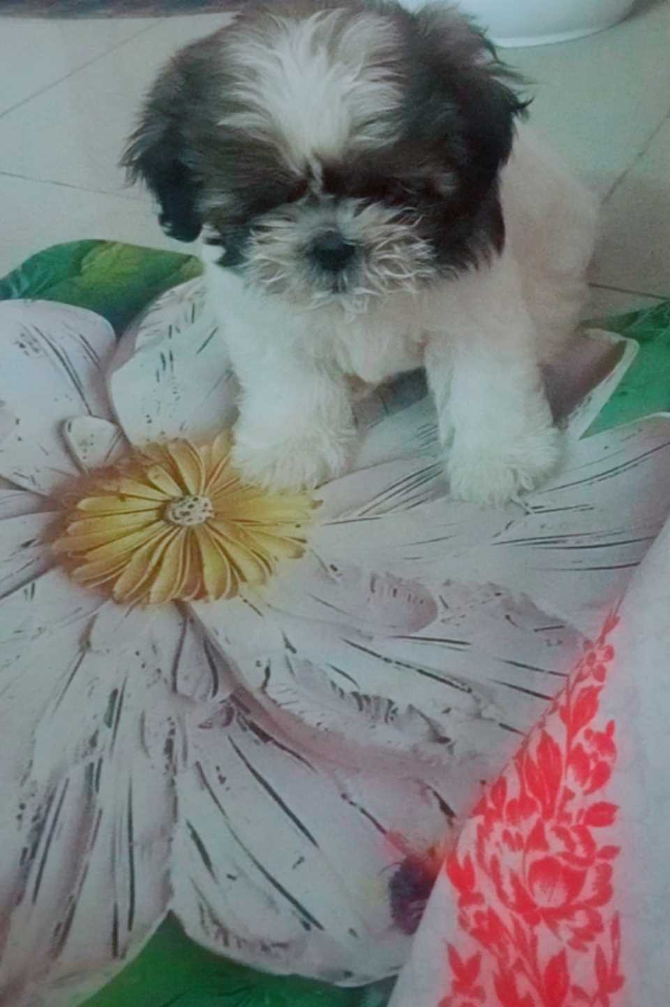 Shih Tzu For Sale In Tiruchirappalli
