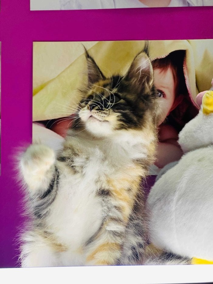 Maine Coon For Sale In Bangalore