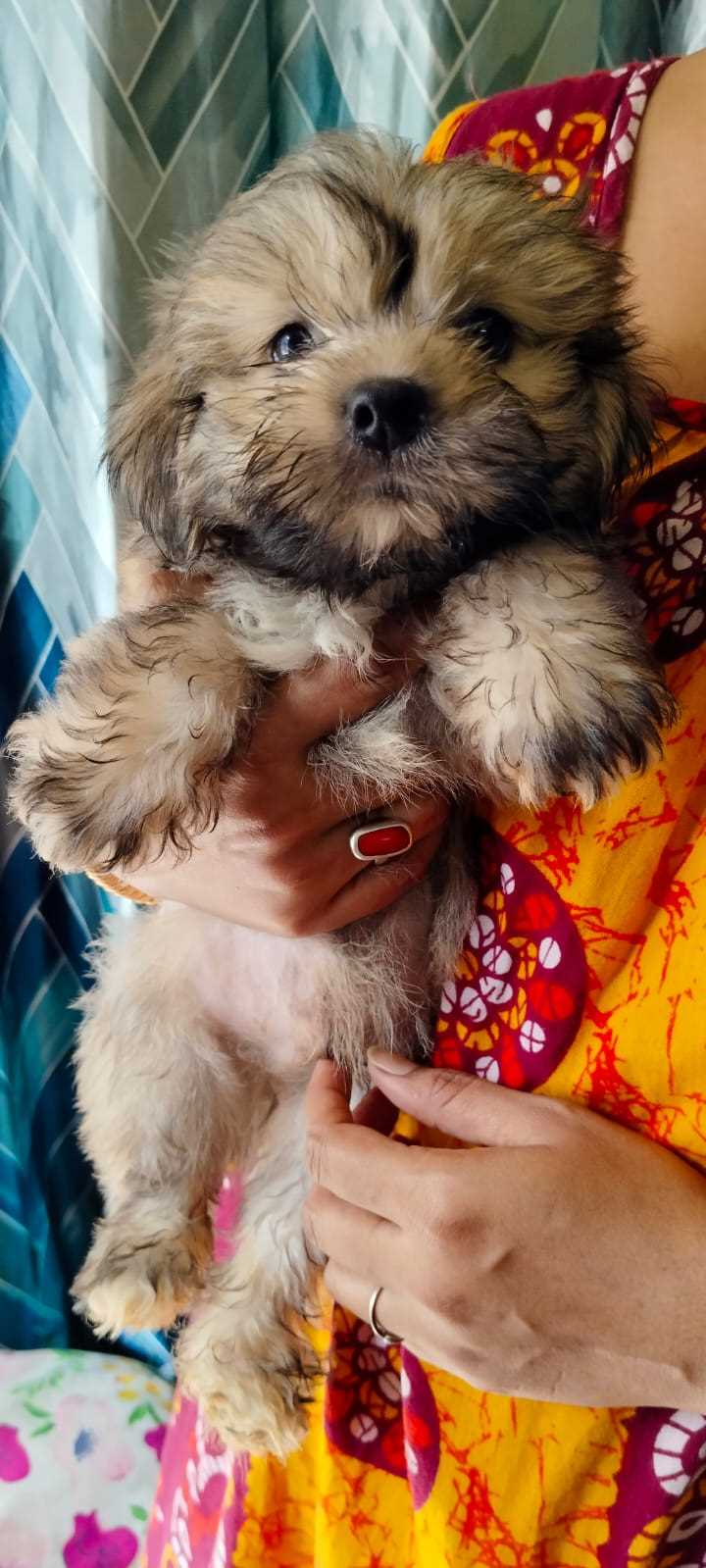 Lhasa Apso For Sale In Kolkata