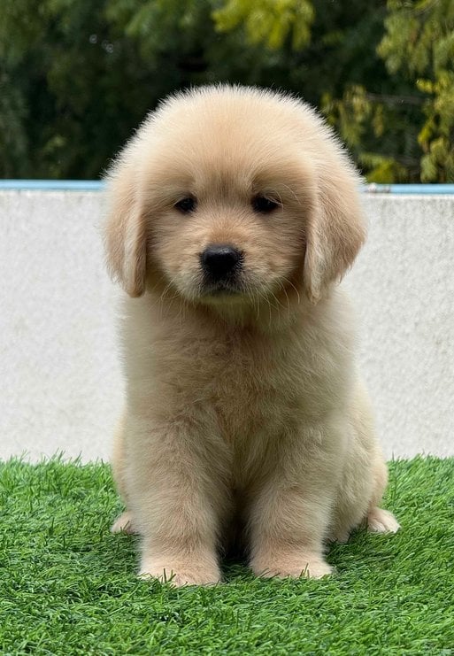 Golden Retriever For Sale In Pune
