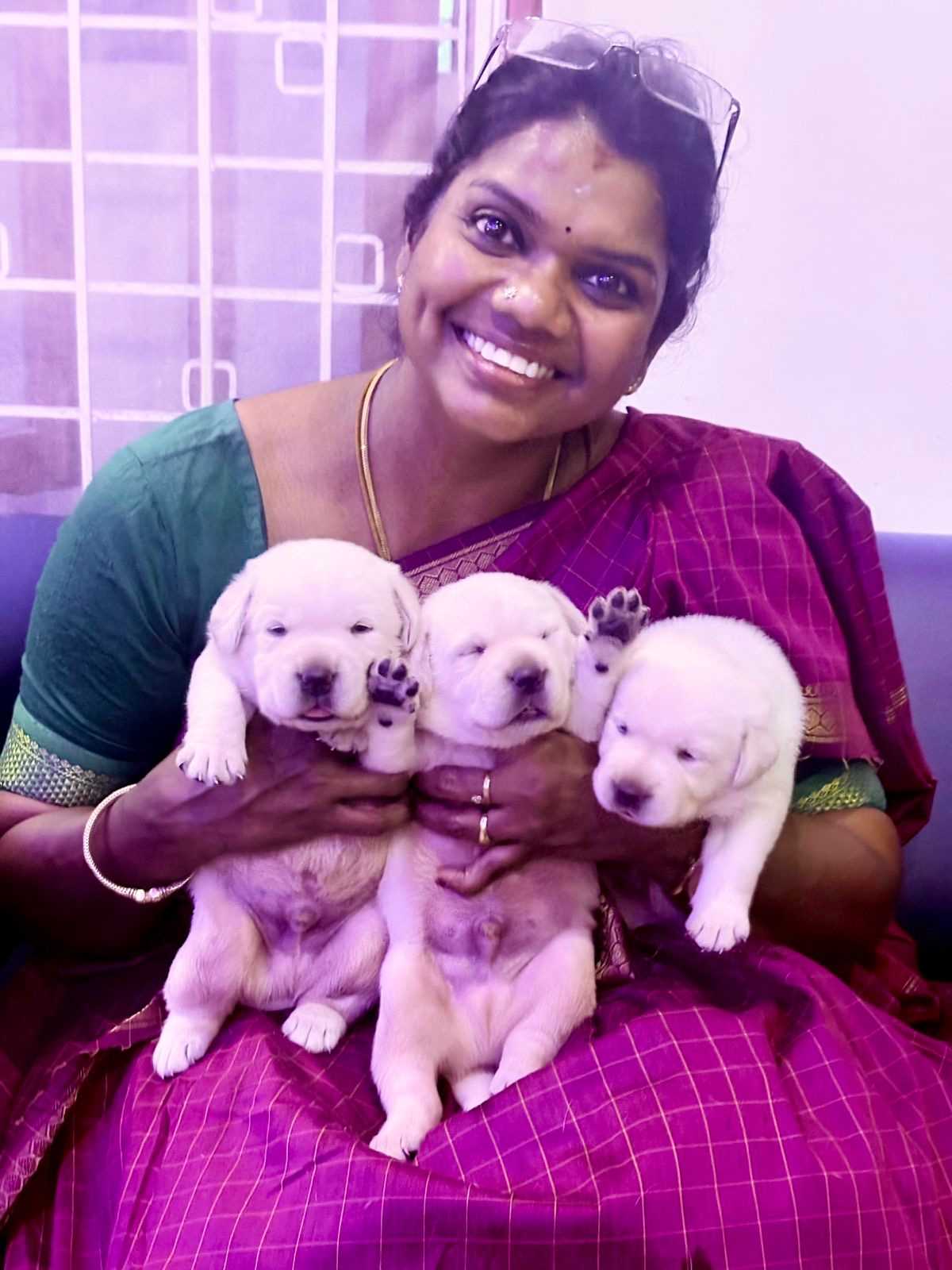 Labrador Retriever For Sale In Hyderabad