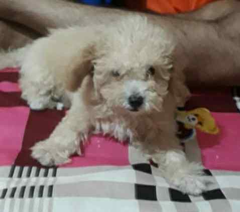 Poodle For Sale In Delhi