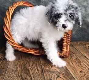 Poodle For Sale In Delhi