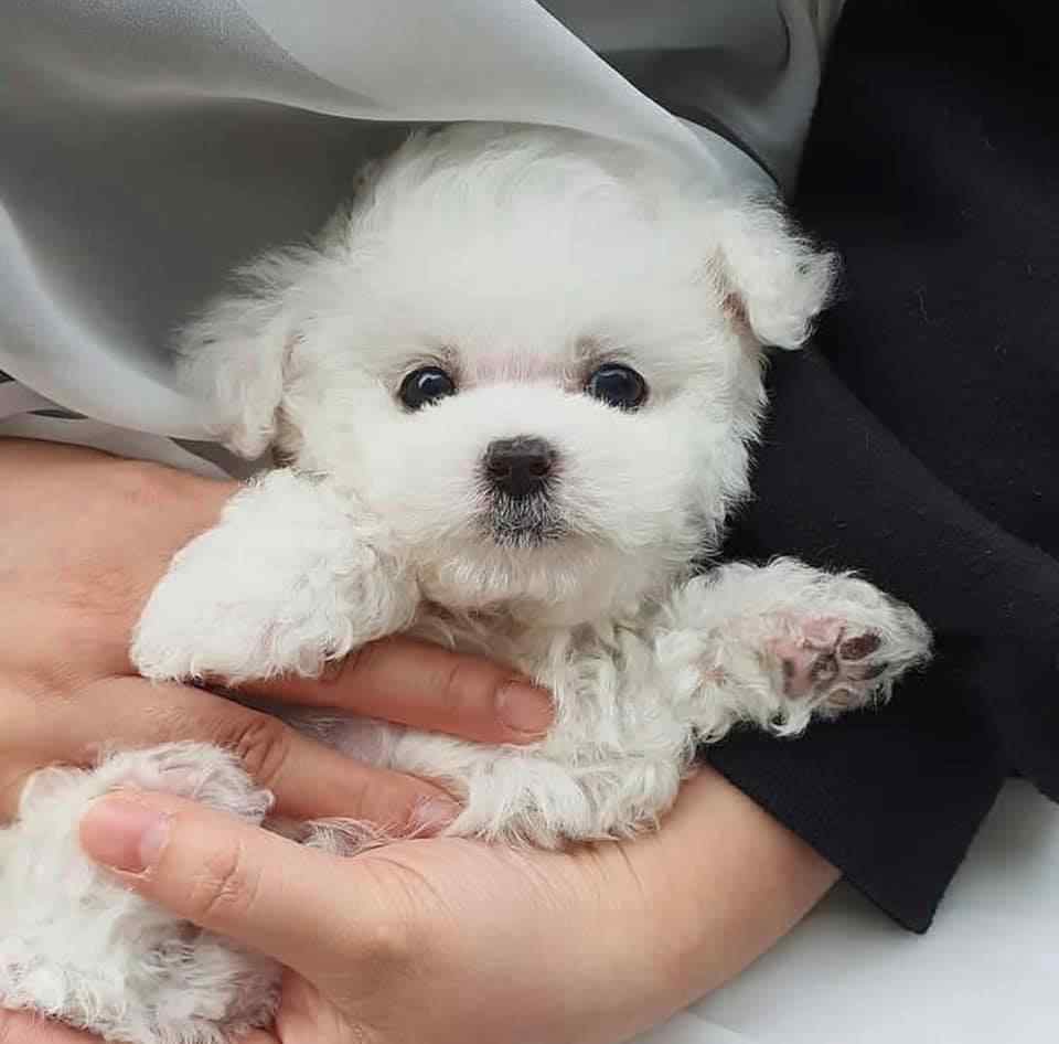 Poodle For Sale In Delhi