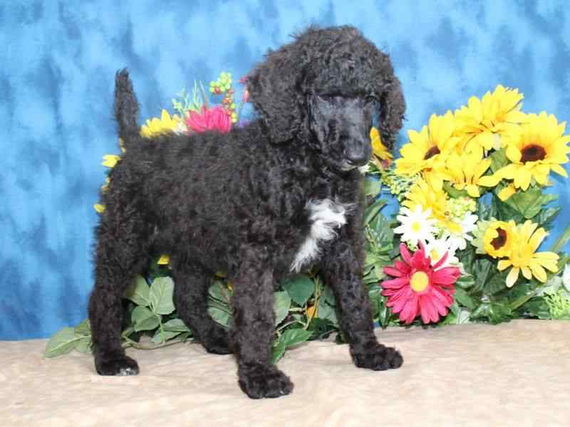 Poodle For Sale In Delhi