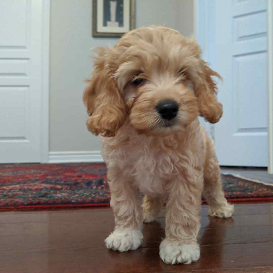 Cockapoo For Sale In Delhi