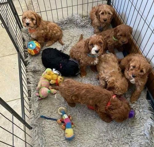 Cockapoo For Sale In Delhi