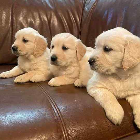 Golden Retriever For Sale In Jaipur