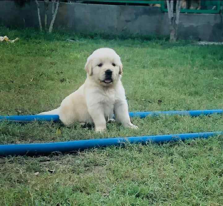 Golden Retriever For Sale In Jaipur