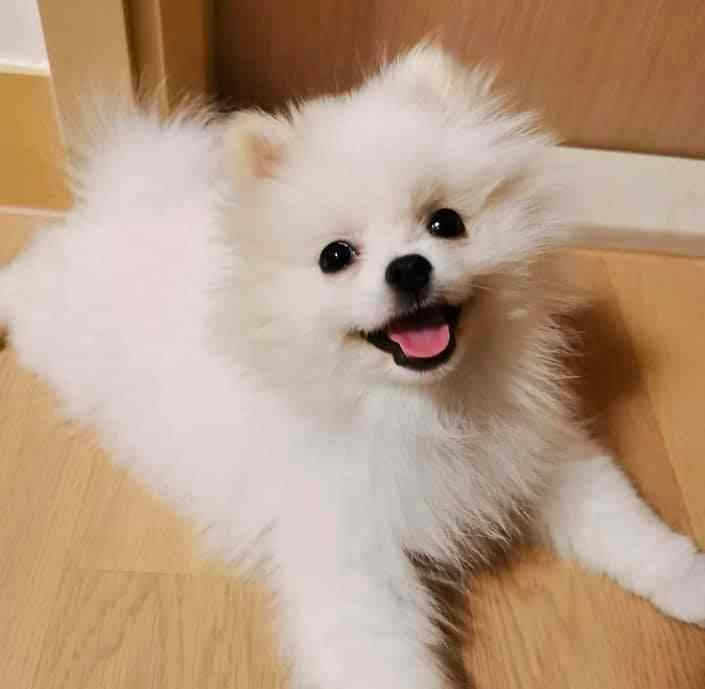 Champion Bloodline Pomeranian