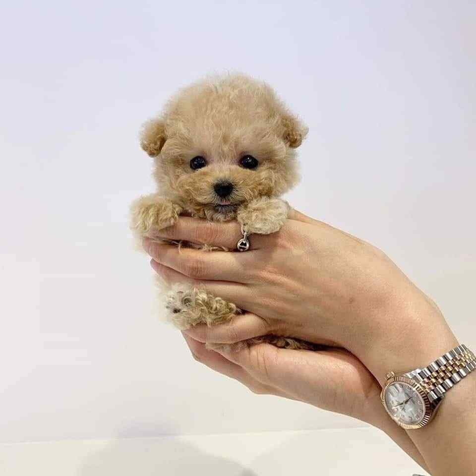 Poodle For Sale In Bangalore