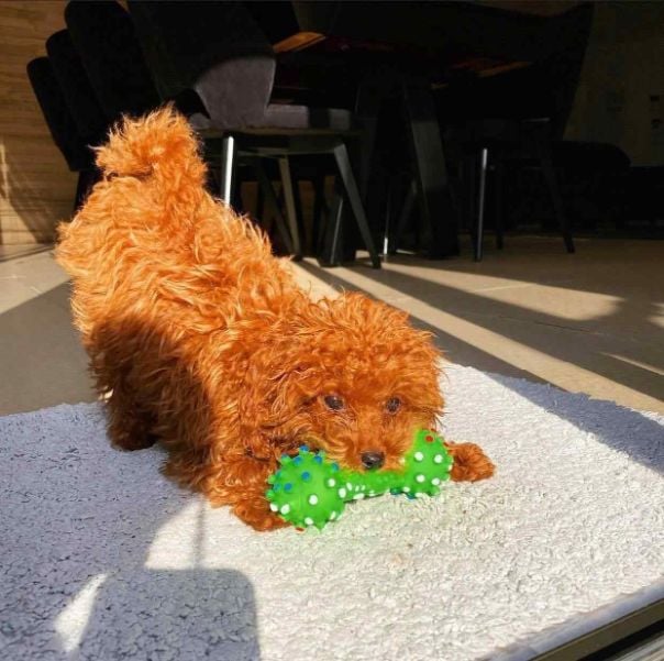 Poodle For Sale In Bangalore
