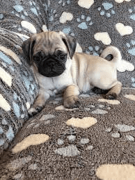 Pug For Sale In Bangalore