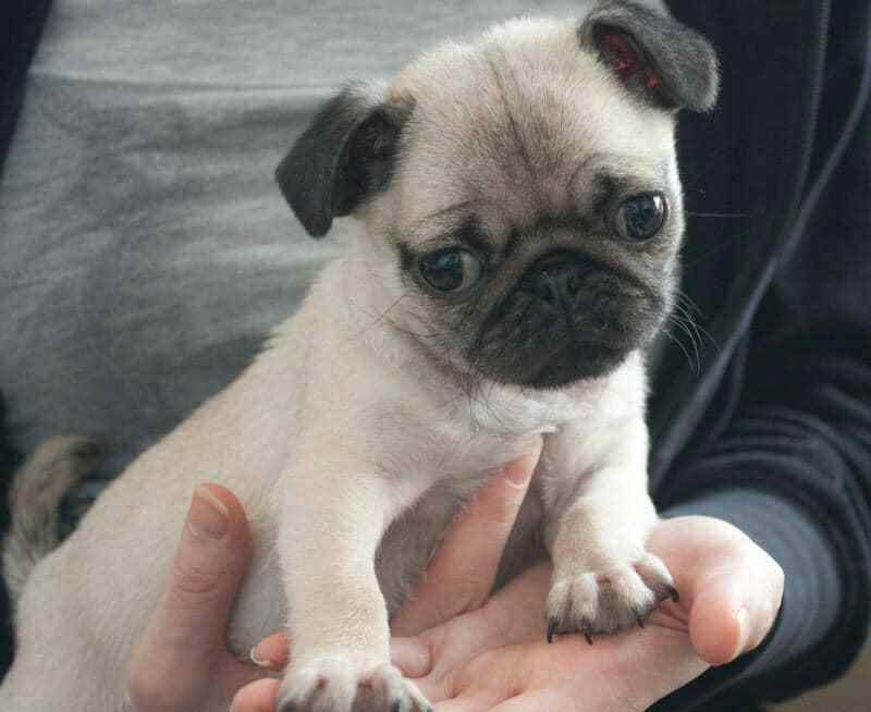 Pug For Sale In Bangalore