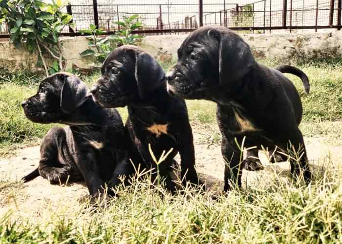 Mr n Mrs Pet