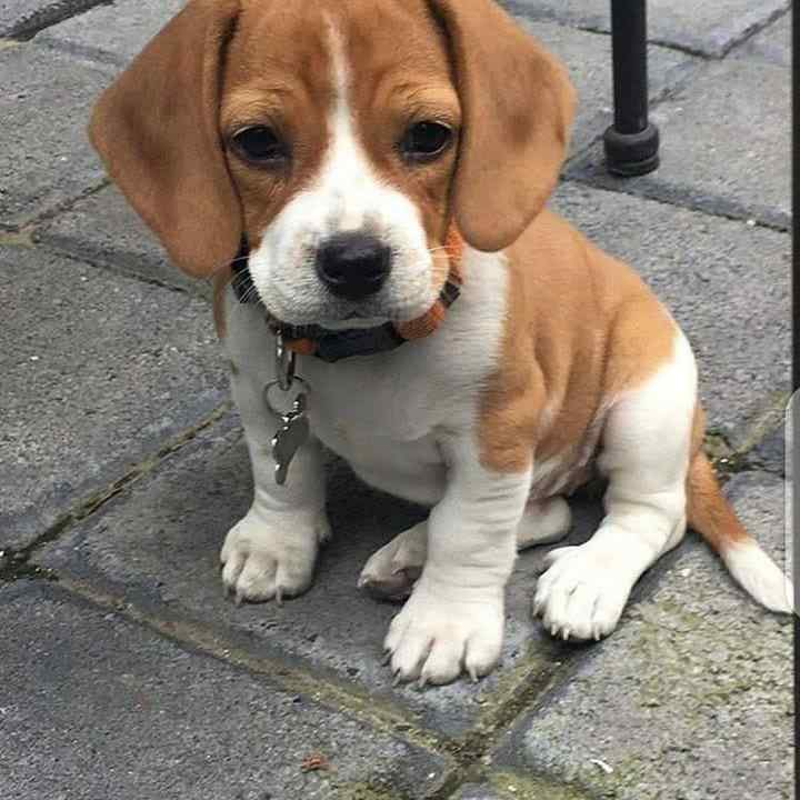 Beagle clearance dog price