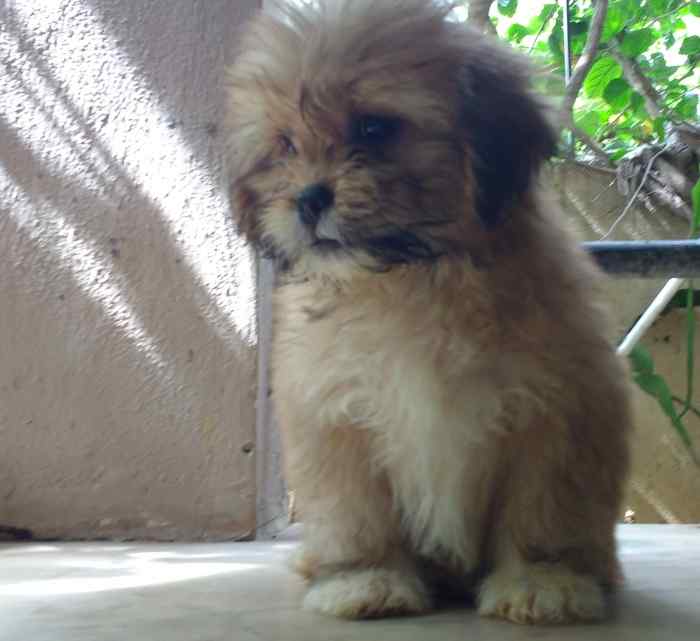 Lhasa Apso For Sale In Ahmedabad