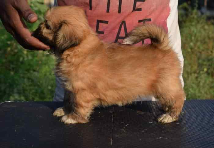 Basic Quality Lhasa apso