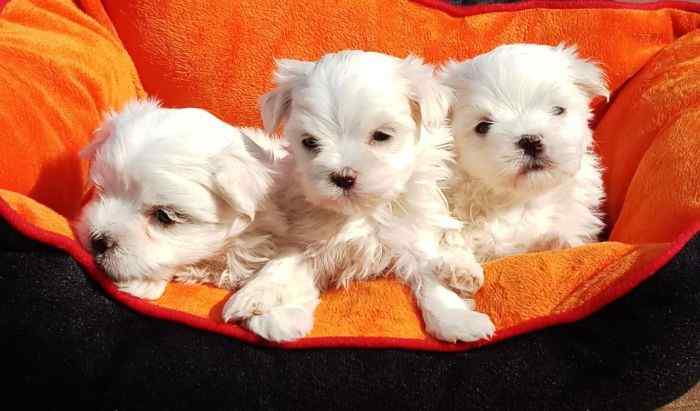 Maltese For Sale In Agra