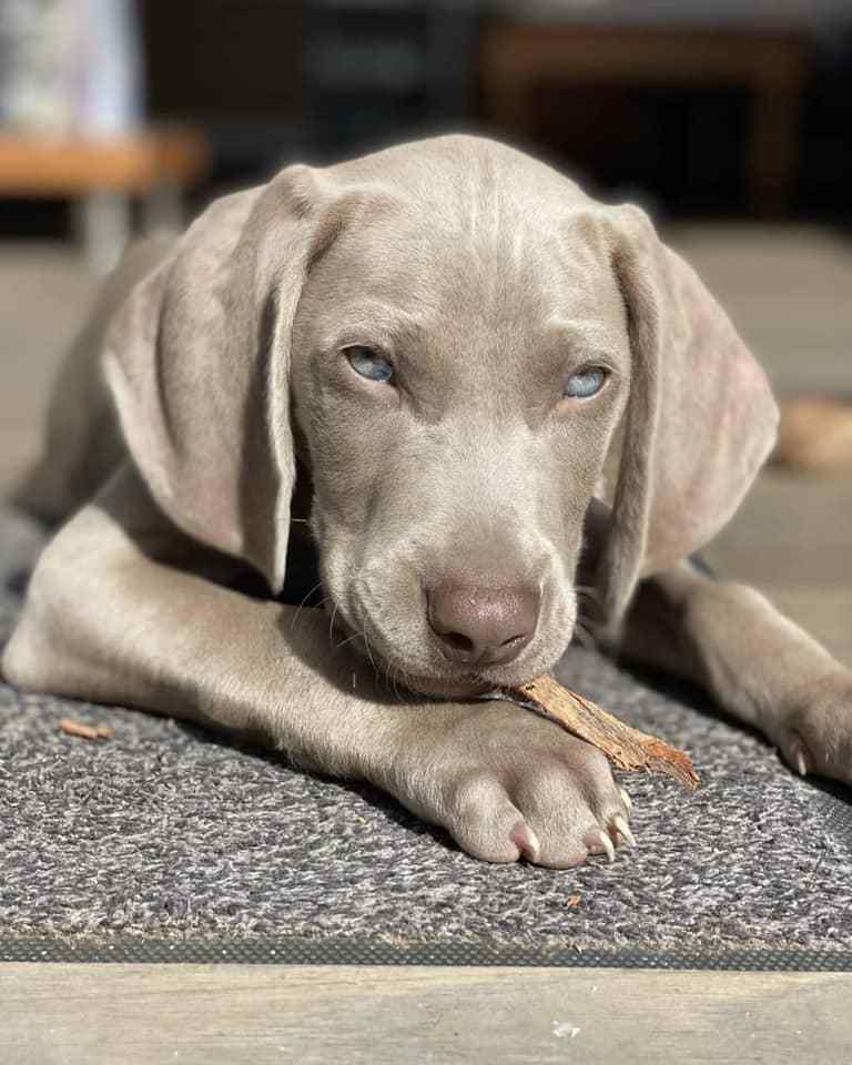 Weimaraner puppy sales cost