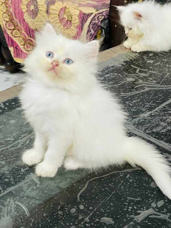 Persian For Sale In Lucknow