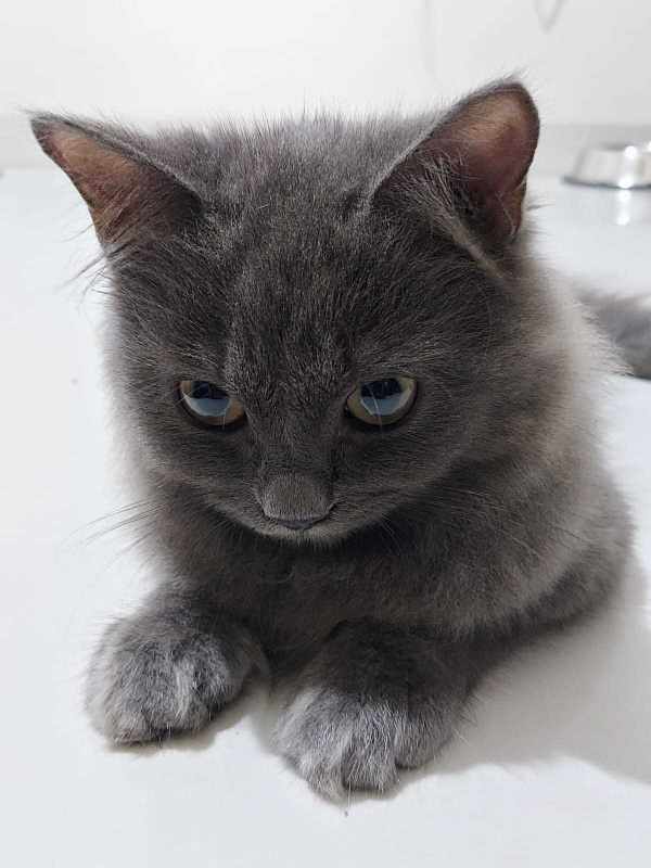 Cheap british shorthair kittens for sale top