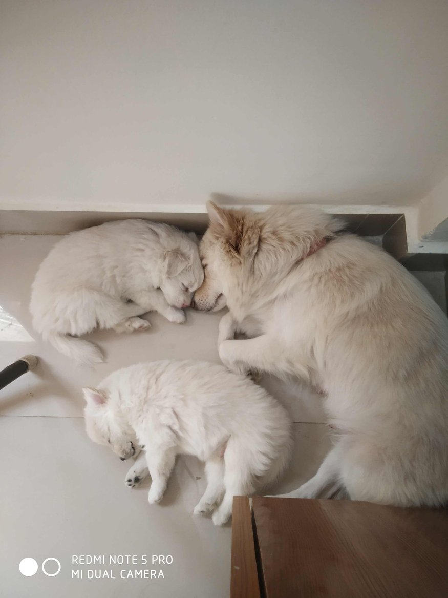 Mr n Mrs Pet