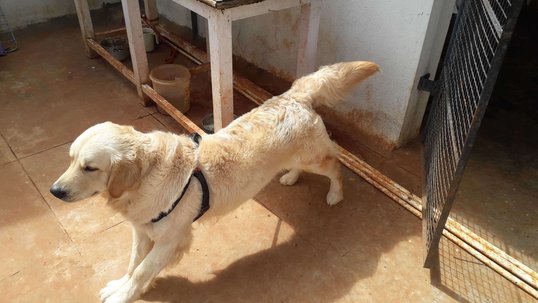 Golden Retriever Dogs For Mating In Bangalore