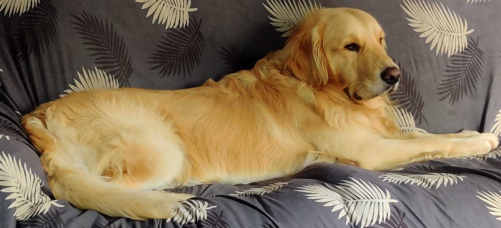 Golden Retriever Dogs For Mating In Bangalore