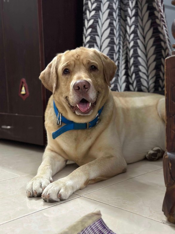 Labrador Retriever Dogs For Mating In Chennai