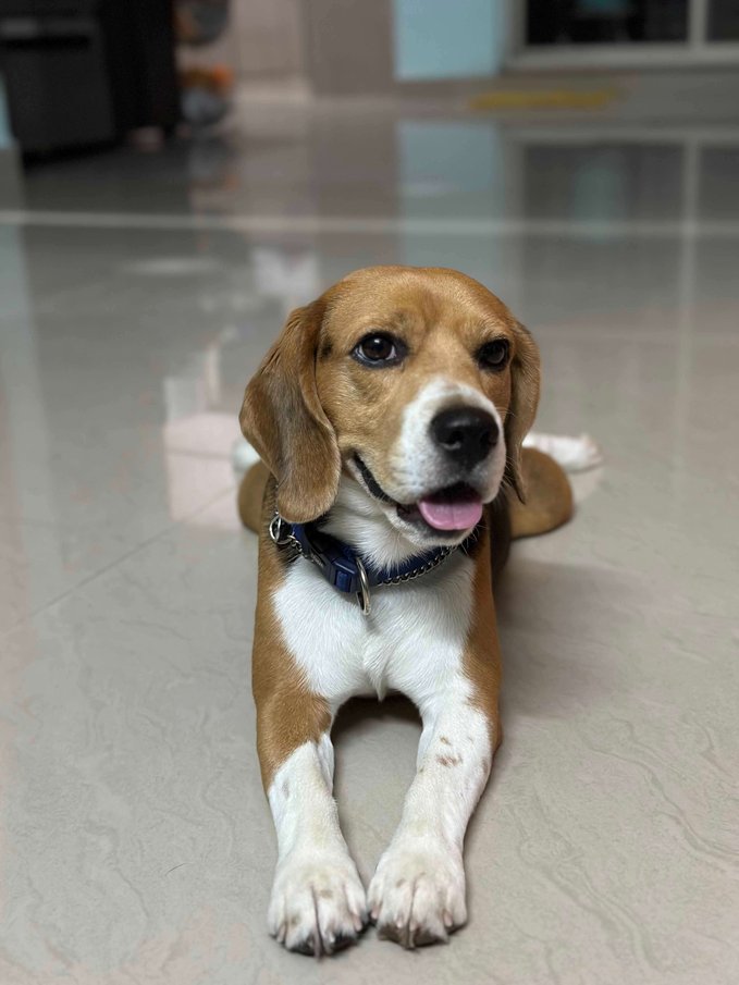 Beagle Dogs For Mating In Bangalore