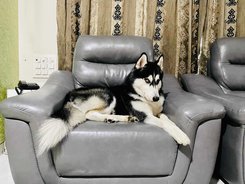Siberian Husky Dogs For Mating In Mumbai