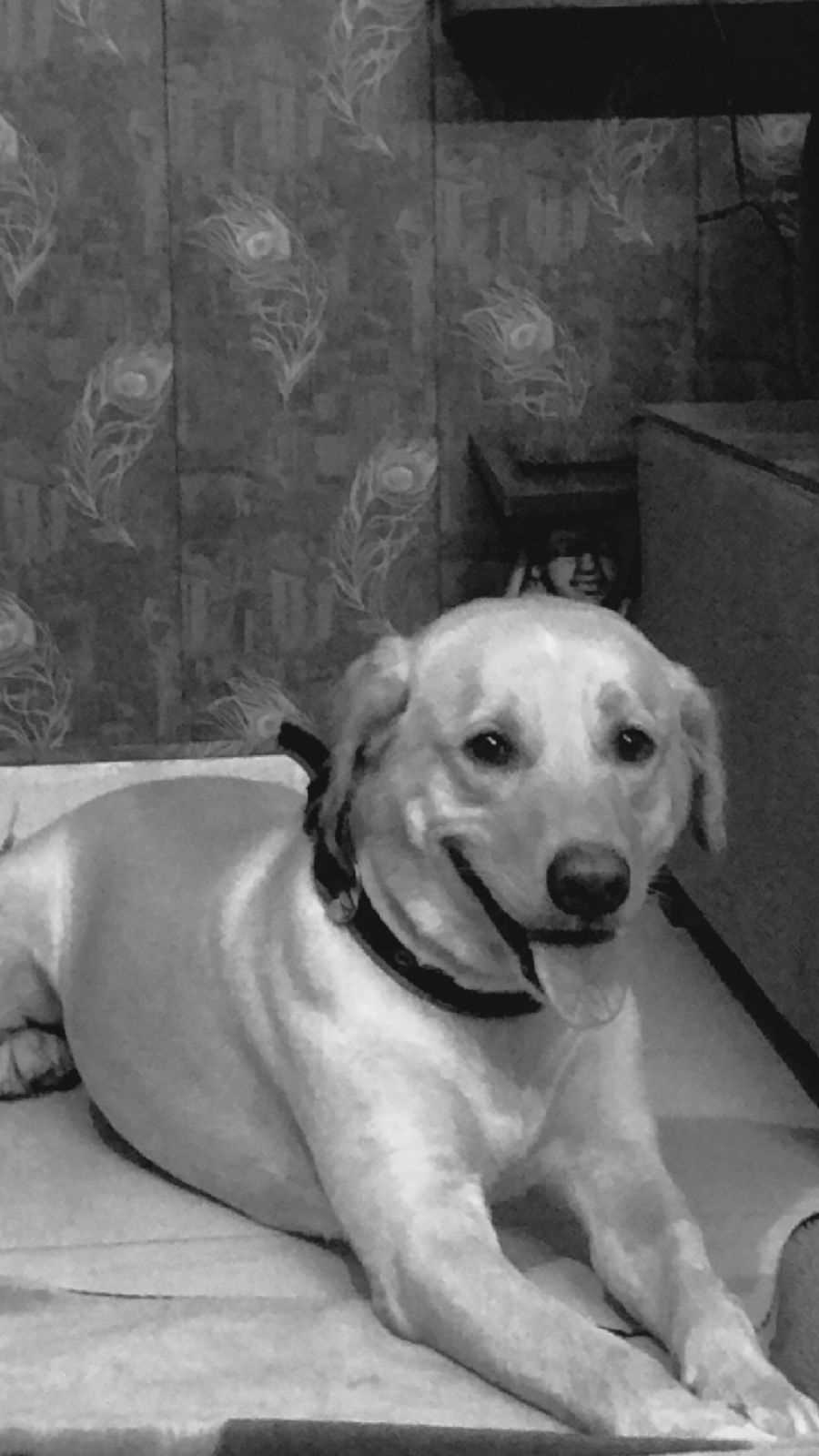 Labrador Retriever Dogs For Mating In Delhi