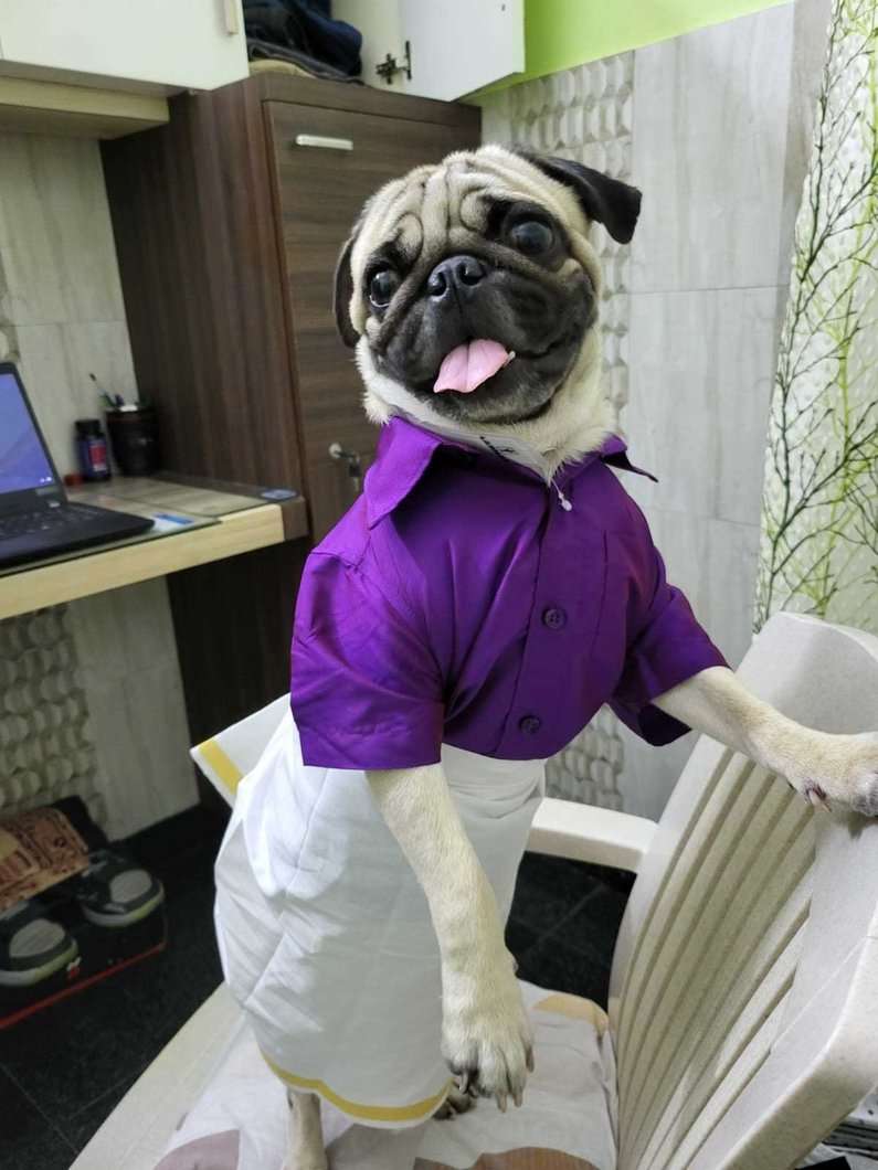 Pug Dogs For Mating In Chennai