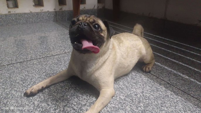 Pug Dogs For Mating In Calicut