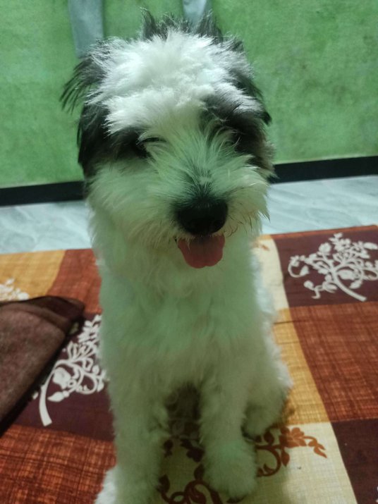 Lhasa Apso Dogs For Mating In Mumbai