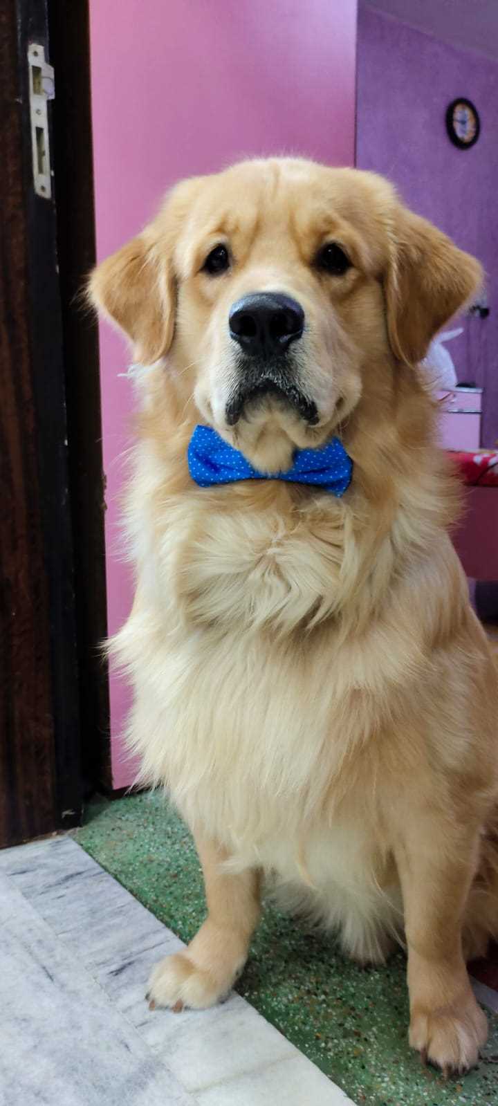 Golden Retriever Dogs For Mating In Howrah