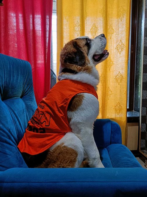 Saint bernard dog sales mating