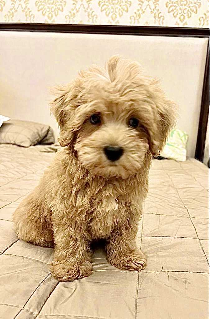 Maltipoo Dogs For Mating In Mumbai