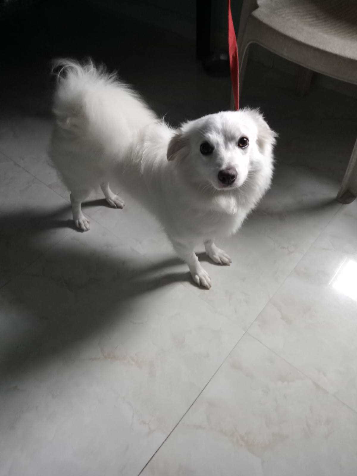 German Spitz For Adoption In Ranchi