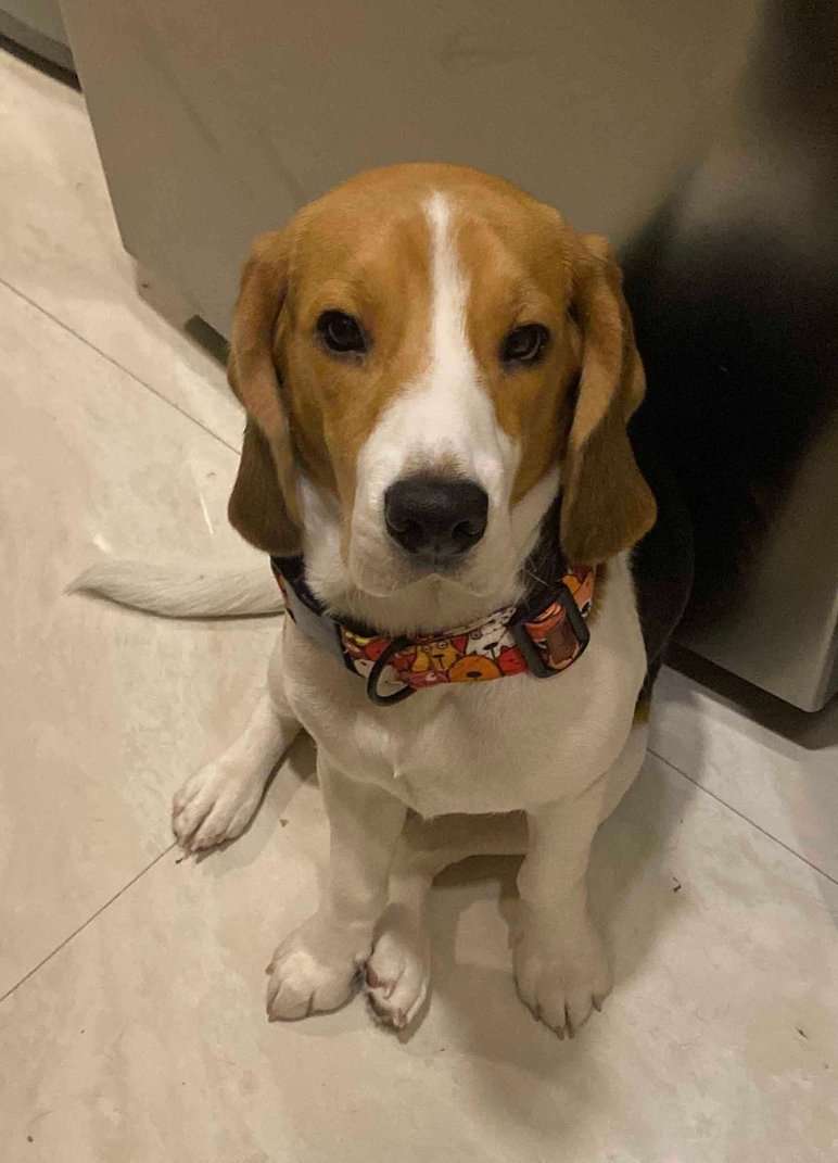 Beagle Dogs For Mating In Mumbai