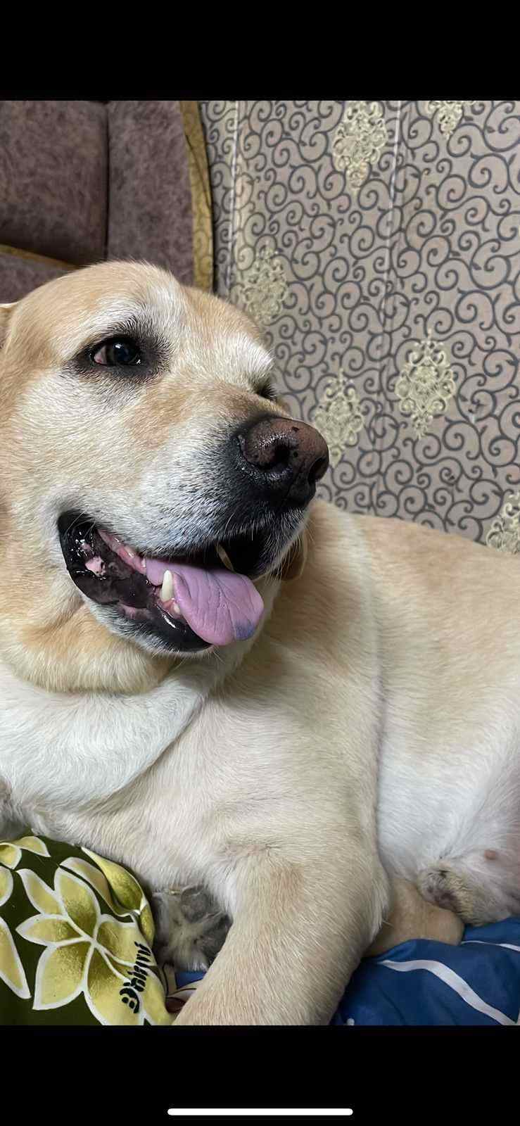 Labrador Retriever Dogs For Mating In Delhi