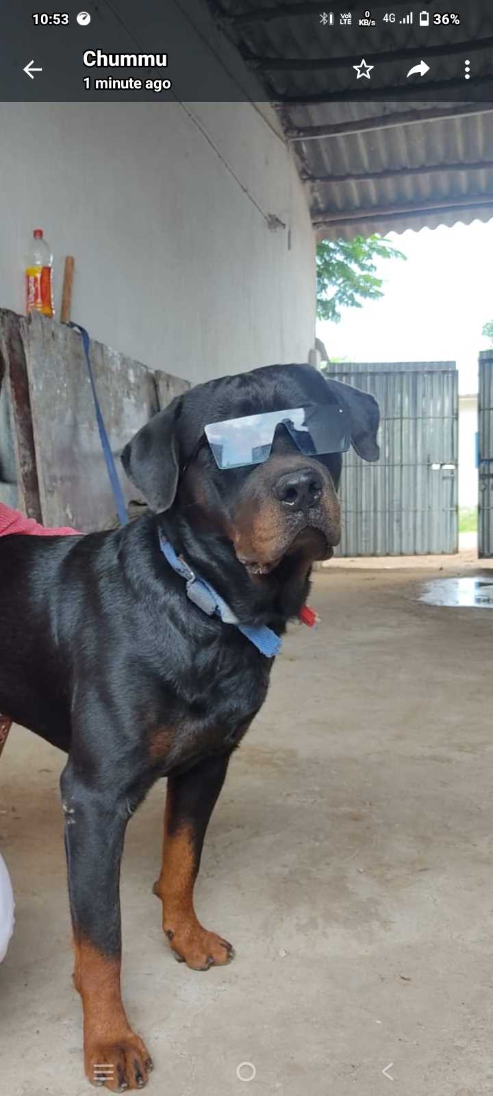 Rottweiler Dogs For Mating In Bhubaneswar