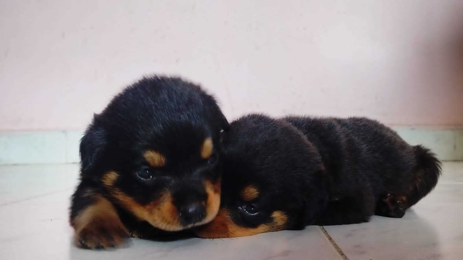 Rottweiler For Sale In Bhopal
