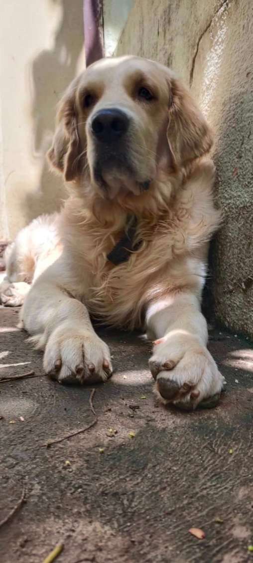Golden Retriever Dogs For Mating In Bangalore