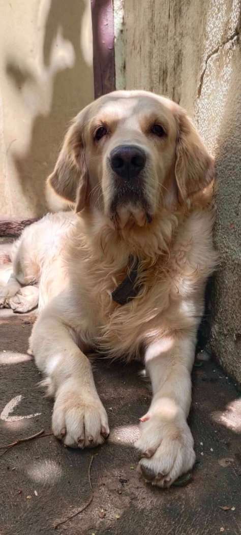 Golden Retriever Dogs For Mating In Bangalore