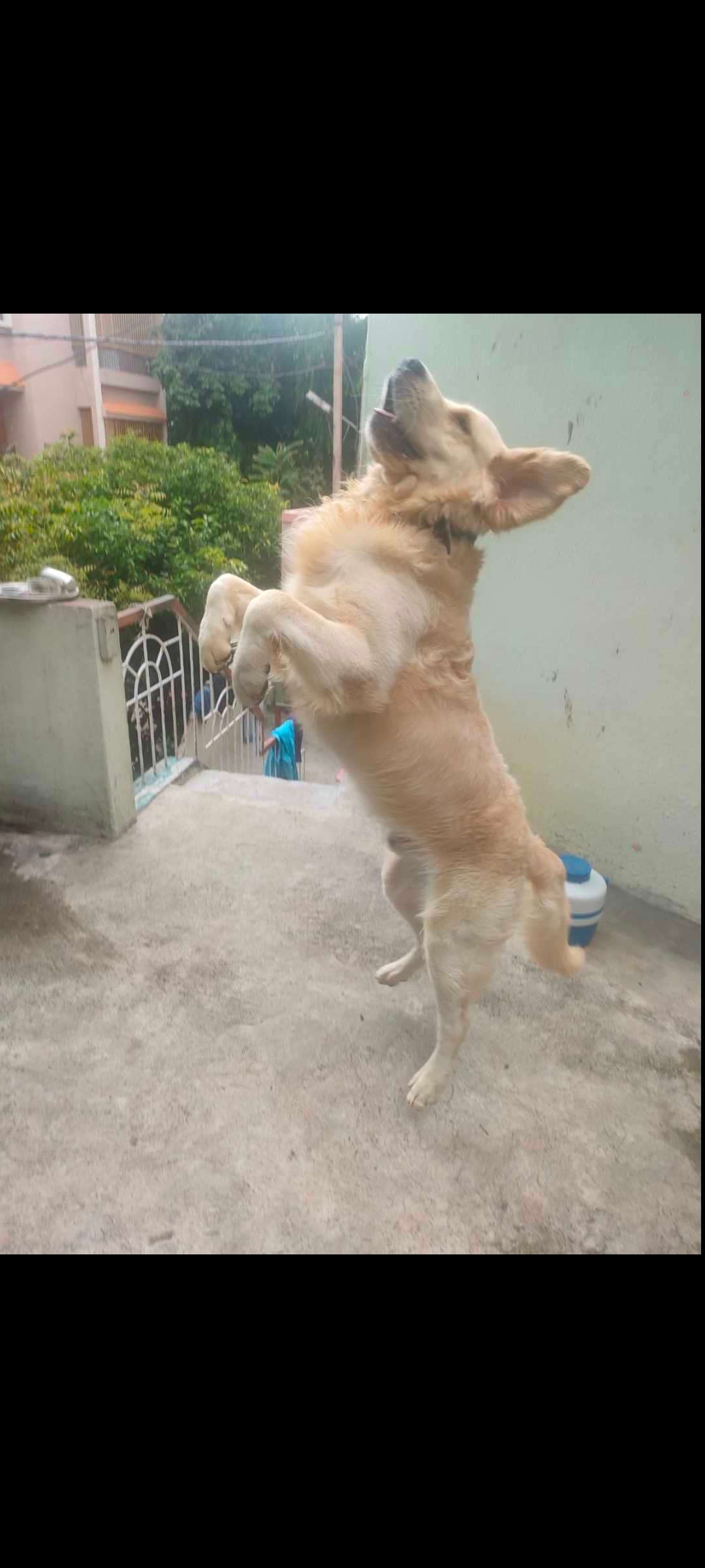 Golden Retriever Dogs For Mating In Bangalore